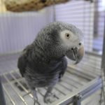 Bird 0981