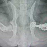 dog hip procudure