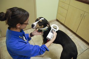 Microchipping