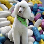 pet meds