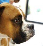 boxer_profile