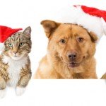 Cat and Dog banner for the holidays
