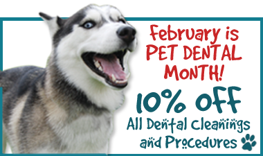 http://www.tampabayvets.net/news/healthy-mouth-healthy-pet-february-pet-dental-month/