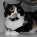 Stella