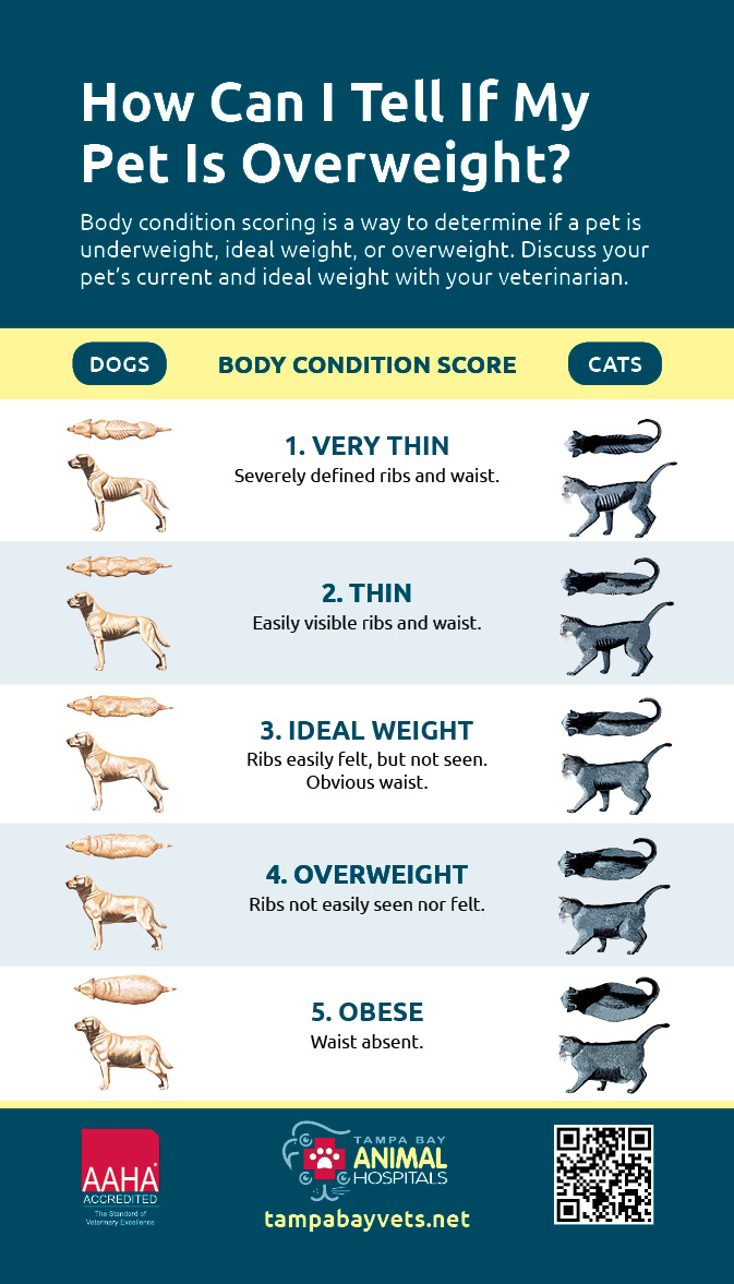 How Can I Tell If My Pet Is Overweight? Tampa Animal
