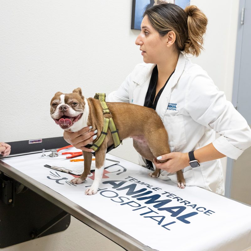 A veterinarian holding a happy Boston terrier on the exam table at Temple Terrace Animal Hospital