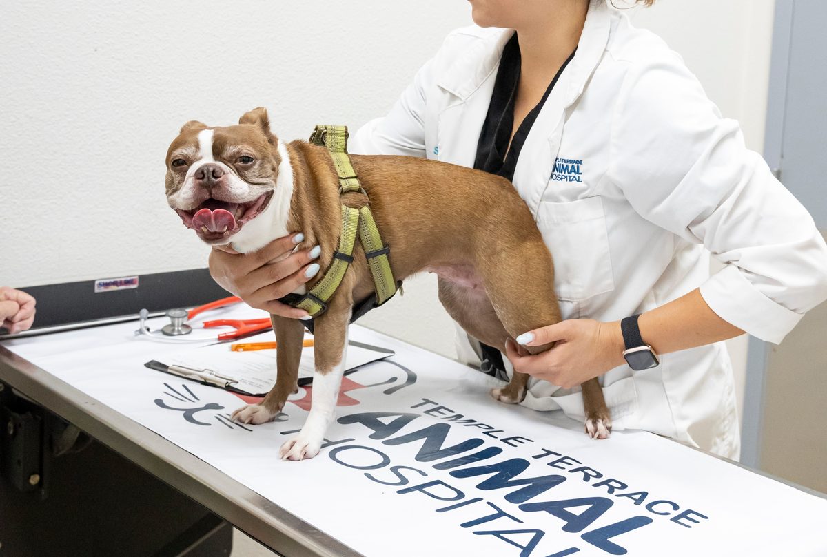 A veterinarian holding a happy Boston terrier on the exam table at Temple Terrace Animal Hospital