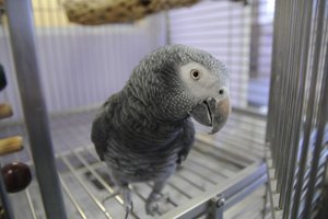 african grey parrot - tampa bay animal hospitals