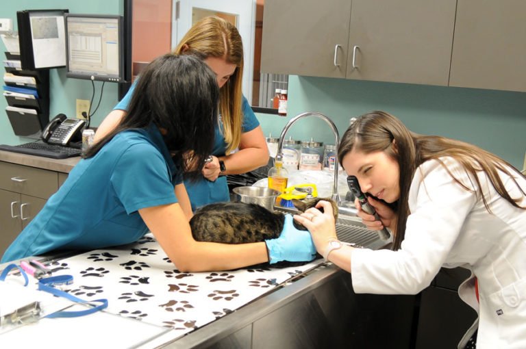 Pebble Creek Animal Hospital Full service veterinarian in New Tampa