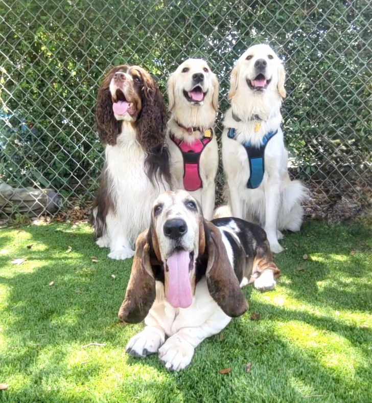 tt-dogs