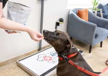 Nutritional Counseling 1 Nutritional Counseling Nutrition pet nutritionist tampa