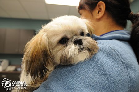 Vaccine now available for the new H3N2 strain of Canine Influenza Virus that has caused outbreaks in 25 states