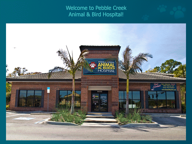 What to Expect at Pebble Creek Animal Hospital - Tampa, Florida