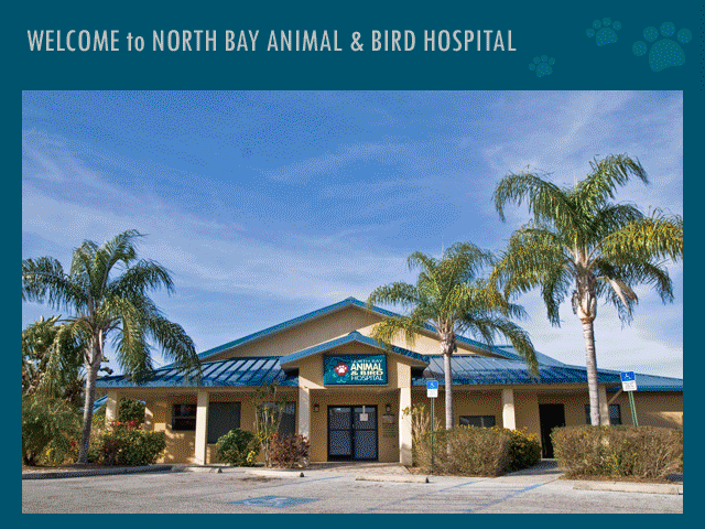 What to Expect at North Bay Animal Hospital - Tampa, Florida