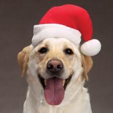 Holiday Safety Tips for Your Pets