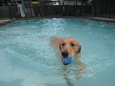 A Guide to Your Pet’s Physical Rehabilitation