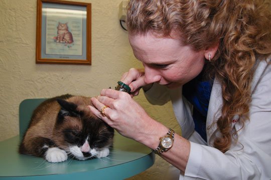 Listen Up! Ear Cytology for Dogs and Cats