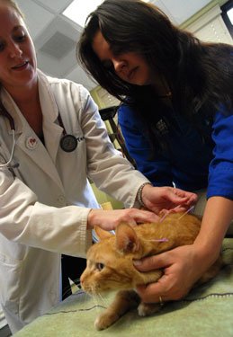 Cat Acupuncture: A Primer