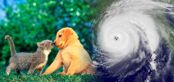 Hurricane preparedness for your pet
