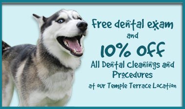 November is Dental Month at Temple Terrace Animal & Bird Hospital