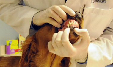 What is a Professional Veterinary Dental Cleaning?