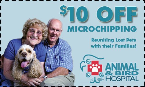 $10 OFF Microchipping!