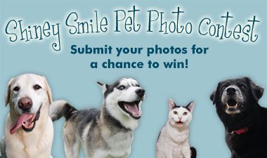 Shiney Smile Pet Photo Contest