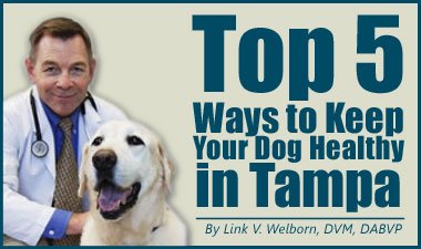 Top 5 Ways to Keep Your Dog Healthy in Tampa