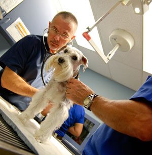 A Guide To Vaccination For Your Dog