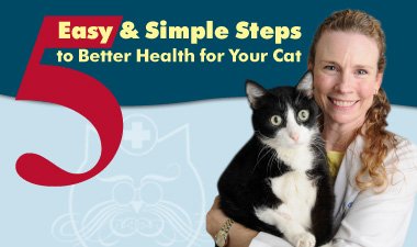 5 Easy & Simple Steps to Better Health for Your Cat