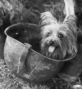 In Honor Of Memorial Day – 7 Famous Dogs Of War