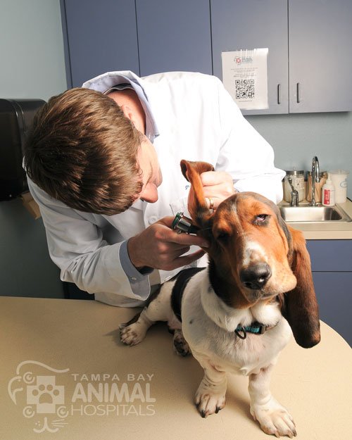 Time to clean your pet’s ears?