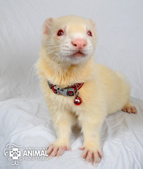 Ferrets: Your comprehensive guide