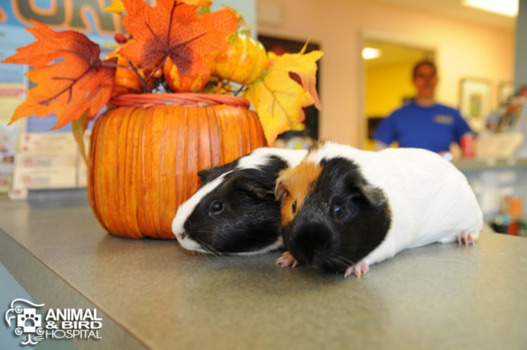 I have 2 female guinea pigs. Is it normal for them to bleed during heat