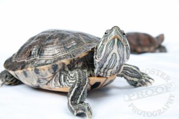 Red Eared Slider Turtle Tampa Animal Hospitals,Data Entry