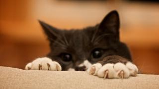 Destructive Cats – Solving Scratching & Chewing Problems