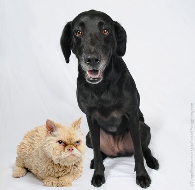 Senior Pet Care: How do my pet’s needs change as they age?