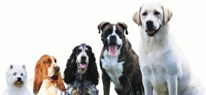 Breed Specific Screening Guidelines
