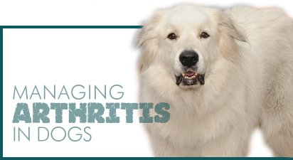 Signs that your dog may have Arthritis