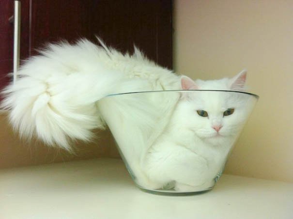If I Fits, I Sits: 20 Cats That Prove There Is No Space Too Tight…