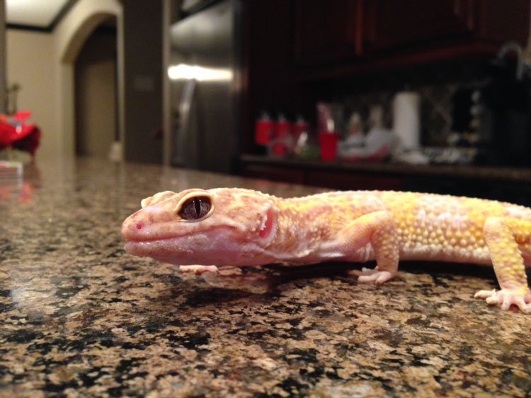 From Our Tampa Clients: Sandspur the Leopard Gecko