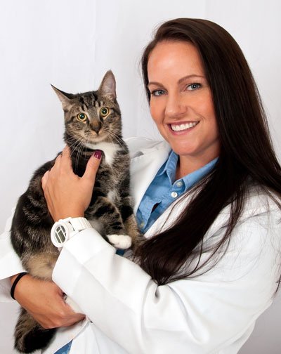 The Importance of Feline Senior Screening Diagnostics