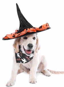 Halloween Safety Tips For Your Pets
