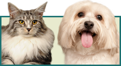 Planning for Your Pet’s Veterinary Healthcare in 2015
