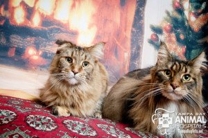pets and holiday foods