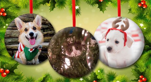 And the winner of the Holiday Pet Selfie Contest is…