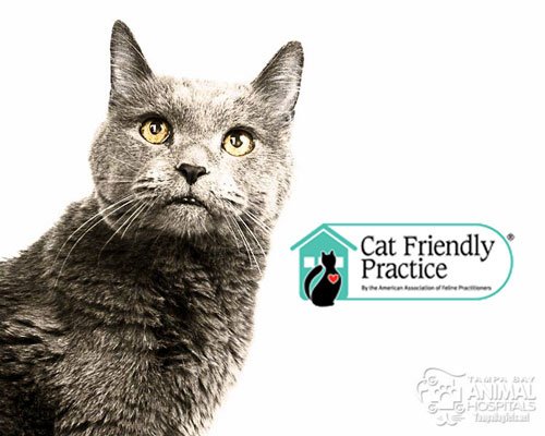 Why you and your cat deserve a Cat Friendly Practice