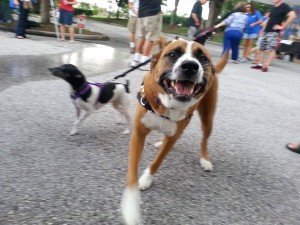 New Tampa Rotary Dog Park