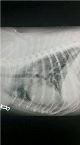 Lucky's Chest X-ray - dog