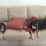 Pet Adoptions | Tampa Bay Animal Hospitals | Tampa, FL
